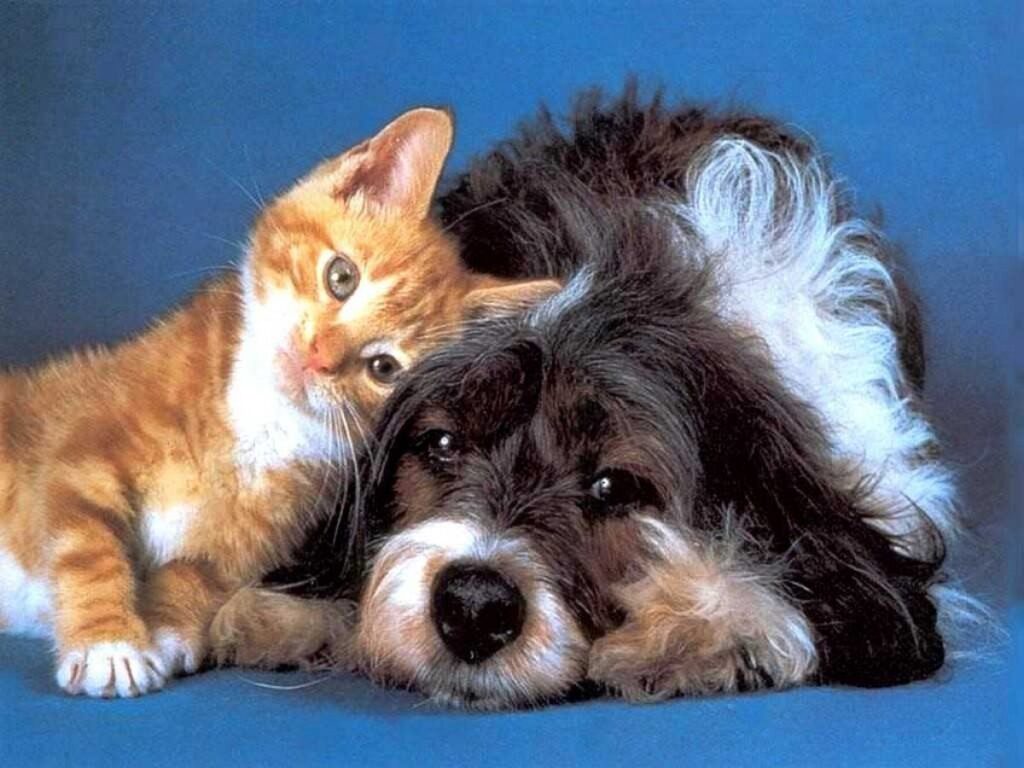 www.perlapetstore.com-cat-dog